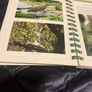 The Bird-Life in Mustique in The Grenadines Michael Pace and Rob Speirs Image 6