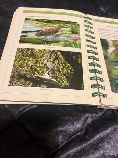 The Bird-Life in Mustique in The Grenadines Michael Pace and Rob Speirs