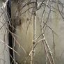 trees Birch Image 3
