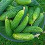 cucumber plants Image 2