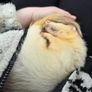 Father Ted the Ferret Image 4