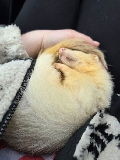 Father Ted the Ferret