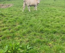 9 Continental Weanling Heifers