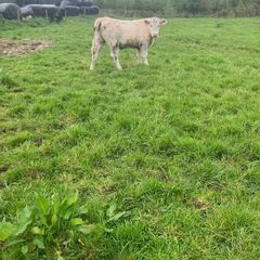 9 Continental Weanling Heifers
