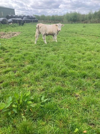 9 Continental Weanling Heifers