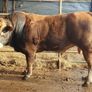 Bull Image 4
