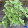 Catmint - Nepeta Walkers Low Image 2
