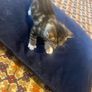 kittens for adoption Image 4