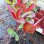 Red Robin Hedging Image 10