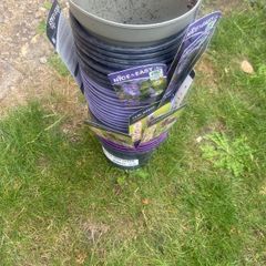 plant pots