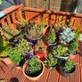 Gerinums Image 6