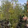 Native and non Native Trees Image 5