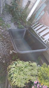 dog bath /ice bath