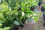 Large Laurel Hedging just under 3ft tall and very bushy