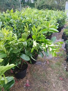 Large Laurel Hedging just under 3ft tall and very bushy