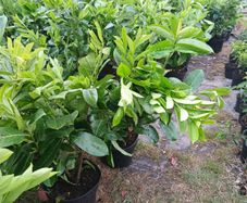 Large Laurel Hedging just under 3ft tall and very bushy