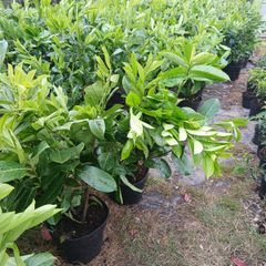 Large Laurel Hedging just under 3ft tall and very bushy