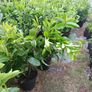 Large Laurel Hedging - Discounts on larger orders. Image 4