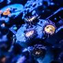 Sakura Sunrise Zoa Image 2
