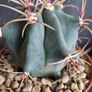 Ferocactus Image 5