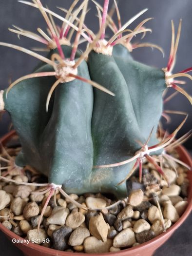 Ferocactus