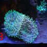 fish tanks accessories coral Image 9