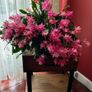 Epiphyllum German express plant Image 3