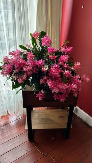 Epiphyllum German express plant