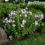 (B) Balloon Flower Pink seeds 0,1g (185202) Image 4