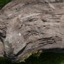 Antique Bog Oak - Garden Decoration Image 9