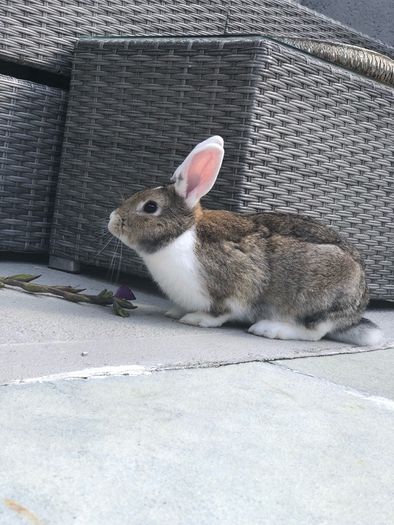 adoption
