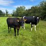 10 February calving Xbred heifers Image 3