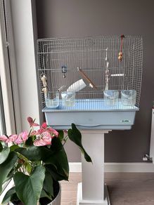 Bird Cage