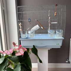 Bird Cage