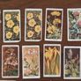 Vintage Wills Cigarette Cards - Wild Flowers & Garden Hints Image 2