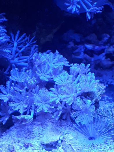 Xenia