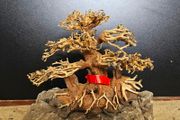 Bonsai Tree Medium