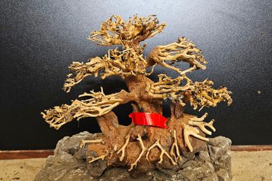 Bonsai Tree Medium