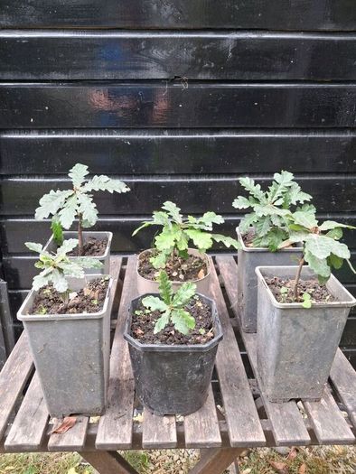 Native Irish oak trees