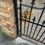 Set of gates for sale Image 4