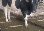 PBR British Friesian Bulls
