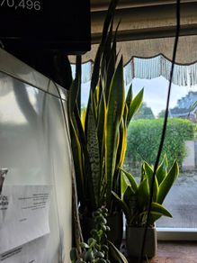 Snake Plant Sanseveria