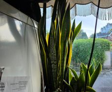 Snake Plant Sanseveria