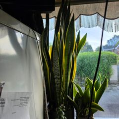 Snake Plant Sanseveria