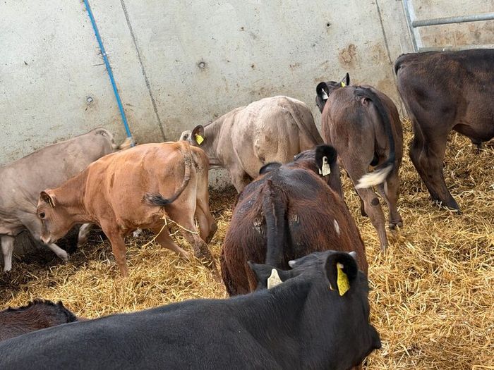 10 Charolais and Limousin Weanlings