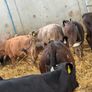 10 Charolais and Limousin Weanlings Image 4