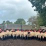 Suffolk/Mule Ewe Lambs Image 7