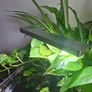 White Glass Aquarium (Complete Set-up) Image 2