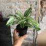 IKEA artificial plants Image 6