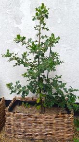 Holly